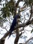 Day03 - 36 * Hyacinth Macaw